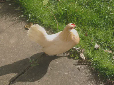 hen